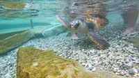Glavata kareta (Caretta caretta)