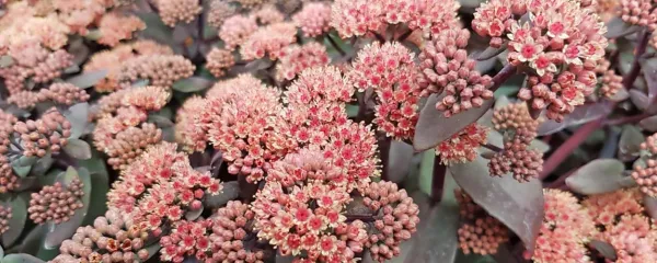 Sedum Oriental Dancer