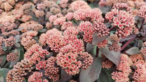 Sedum Oriental Dancer