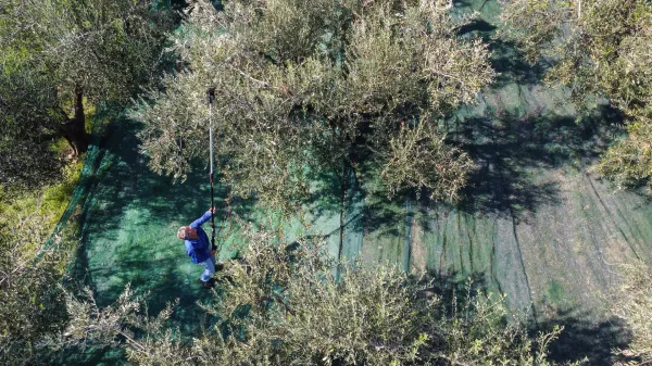 ﻿Koper, 10.10.2022Oljkar Jenko, Obiranje Oljk, Oljcnik, oljke,