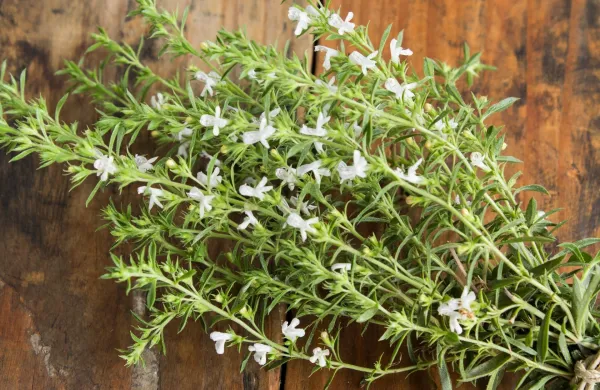 Image: 377516567, License: Royalty-free, Restrictions:, Model Release: no, Credit line: Simonida Djordjevic/Alamy/Profimedia