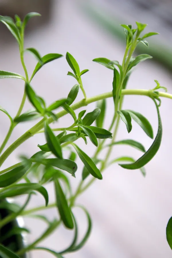 Summer savory (Satureja hortensis),Image: 170798662, License: Rights-managed, Restrictions:, Model Release: no, Credit line: Iva Vagnerova/Česk&aacute; ilustračn&iacute; fotografie/Profimedia
