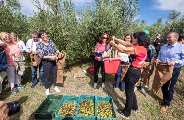Izola, 26.09.2025Oljka ?upanov-oljka povezovanja, obiranje ?upanove oljke, odsotnim so bili ?upani in tudi ministrica za kmetijstvo Mateja ?alu?i?,