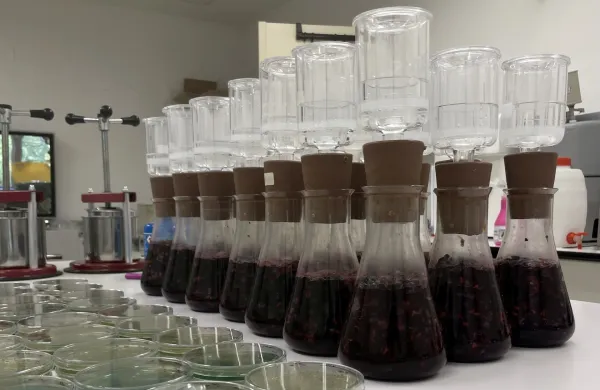Mikrobiološki laboratorij, kjer poteka spontana fermentacija grozdja sorte Modra frankinja, vzorčenega v sedmih vinogradih iz Bele krajine in Dolenjske. Na petrijevkah so vidne kolonije kvasovk, ki so se pojavile po nanosu vzorca fermentirajočega mošta. 