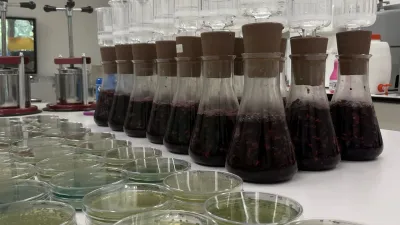 Mikrobiološki laboratorij, kjer poteka spontana fermentacija grozdja sorte Modra frankinja, vzorčenega v sedmih vinogradih iz Bele krajine in Dolenjske. Na petrijevkah so vidne kolonije kvasovk, ki so se pojavile po nanosu vzorca fermentirajočega mošta. 