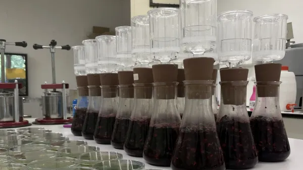 Mikrobiološki laboratorij, kjer poteka spontana fermentacija grozdja sorte Modra frankinja, vzorčenega v sedmih vinogradih iz Bele krajine in Dolenjske. Na petrijevkah so vidne kolonije kvasovk, ki so se pojavile po nanosu vzorca fermentirajočega mošta. 