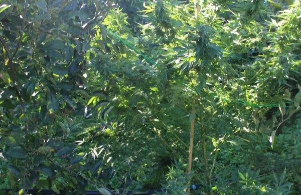 Med hi&scaron;no preiskavo so odkrili tudi prostore za gojenje konoplje