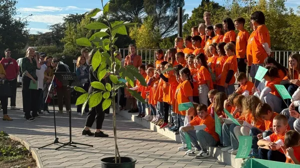 Potomec kakija iz Nagasakija od včeraj raste tudi v Novi Gorici. 