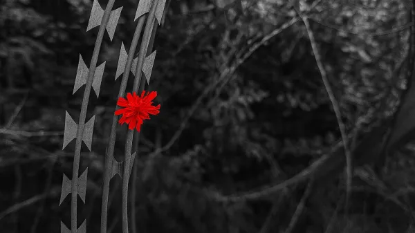 Mir upanje meja obmejno obmejnost mejni prehod rezilna žica