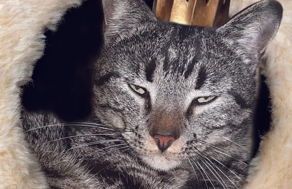 Car Kimi I. knjiga mačka mačke maček Ksenije Trs 