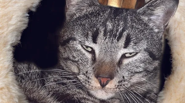 Car Kimi I. knjiga mačka mačke maček Ksenije Trs 