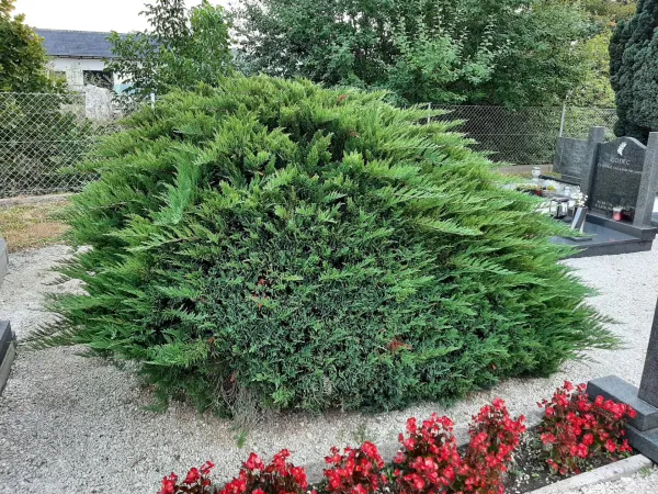 Mini grmički in trajnice za grobove