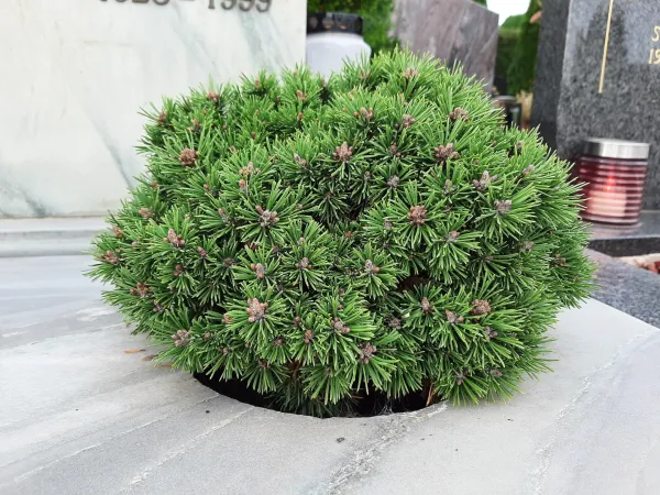 Mini grmički in trajnice za grobove