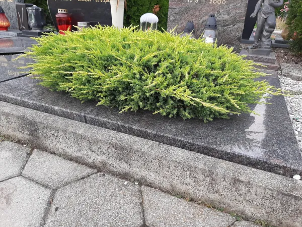 Mini grmički in trajnice za grobove