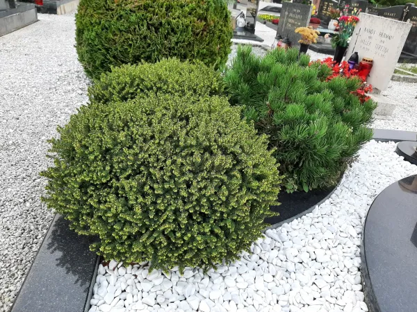 Mini grmički in trajnice za grobove