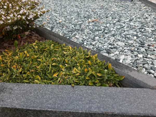 Mini grmički in trajnice za grobove