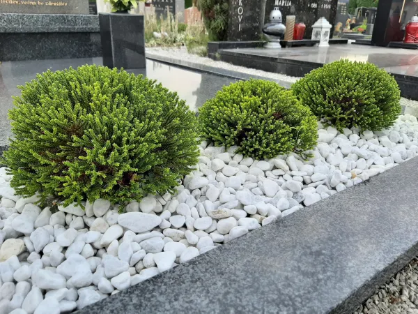 Mini grmički in trajnice za grobove