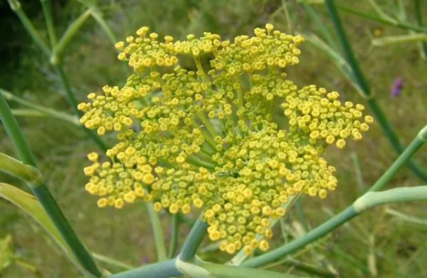 koromač, komarček, zdravilna zel, zdravilna rastlina, ljudsko zdravilo