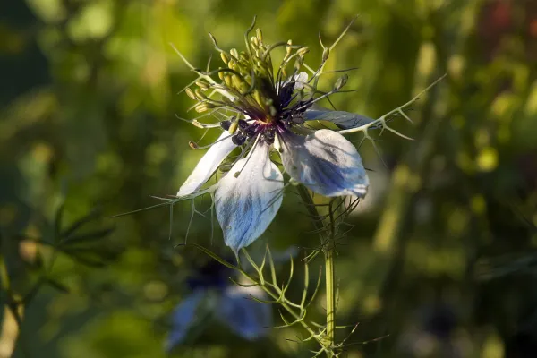﻿črna kumina seme cvet