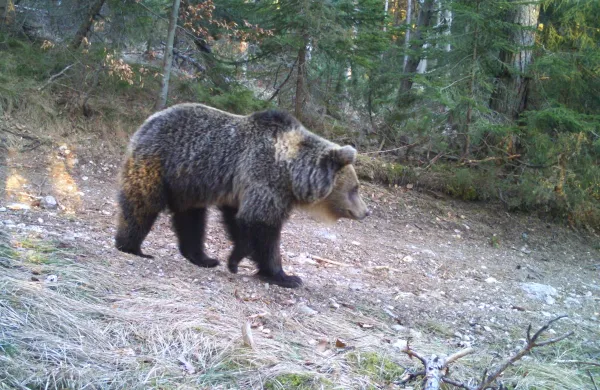 Ko je enkrat v okolju veliko medvedov, se bo začel povečevati tudi pritisk na območja, kjer živimo ljudje.