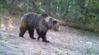 ﻿Ko je enkrat v okolju veliko medvedov, se bo začel povečevati tudi pritisk na območja, kjer živimo ljudje.