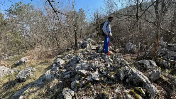 Ru&scaron;evina usmerjevalnega zidu na terenu. Zidovi so zgrajeni iz velikih, korodiranih apnenčastih kamnov, &scaron;iroki približno en meter in visoki do enega metra.T. Fabec/ZVKDS.