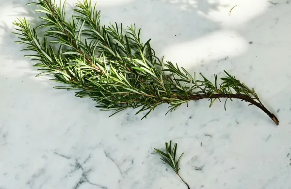 Rožmarin za regeneracijo jeter in za hitrejšo rast las