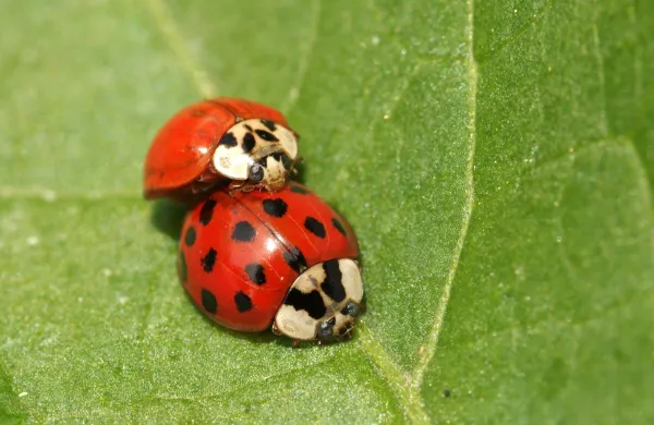 Harlekinska pikapolonica - drobna, a nadležna obiskovalka naših hiš