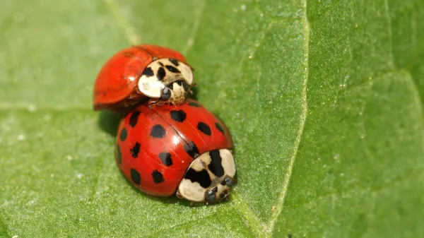 Harlekinska pikapolonica - drobna, a nadležna obiskovalka naših hiš