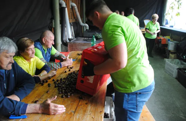 Letina kakovostna, a ne obilna