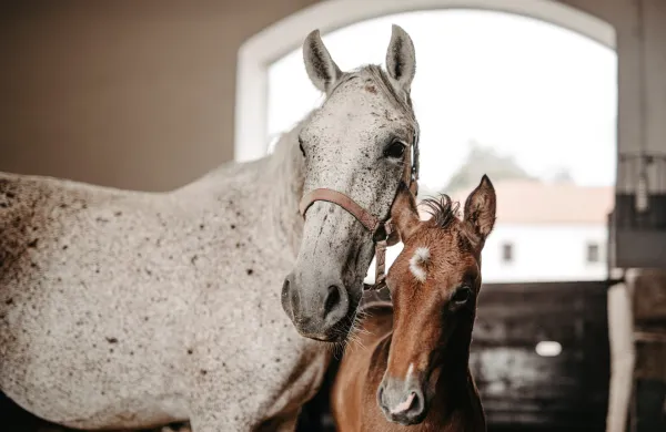 Domen Prevc bo postal boter lipiškega žrebeta