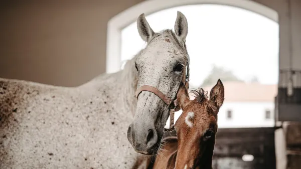 Domen Prevc bo postal boter lipiškega žrebeta