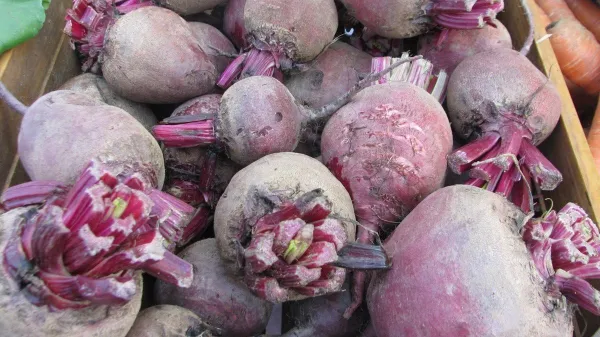 Za shranjevanje v kleteh ali zasipnicah listja nikoli ne porežemo do samega korena, še posebej ne pri rdeči pesi.