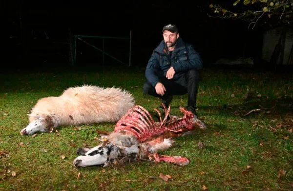 &Scaron;akali so med repenskimi hi&scaron;ami raztrgali dve ovci