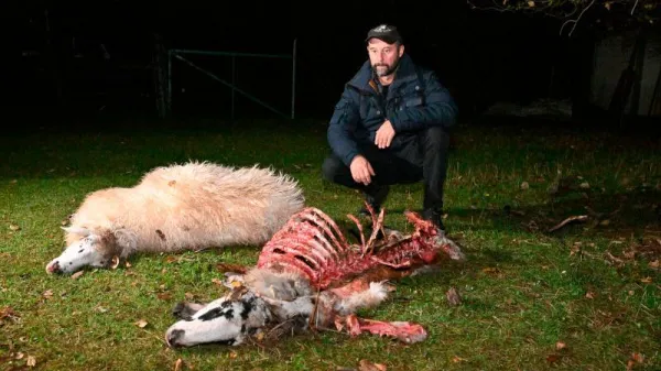 &Scaron;akali so med repenskimi hi&scaron;ami raztrgali dve ovci