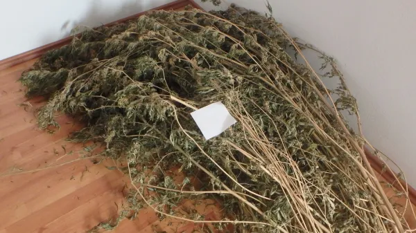 ﻿konoplja Predgriže