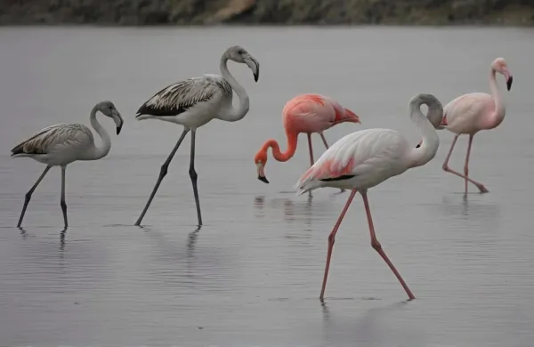 sečoveljske soline plamenec