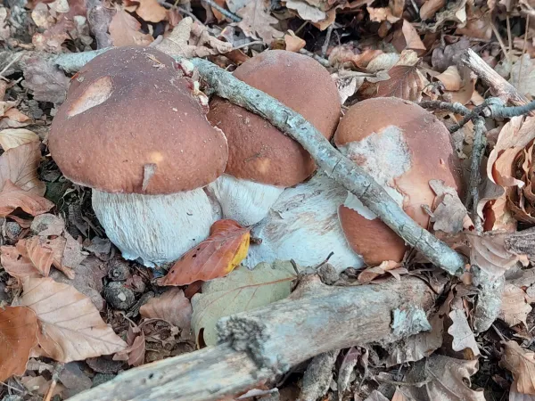 Uživanje nekaterih surovih živil lahko resno ogrozi zdravje