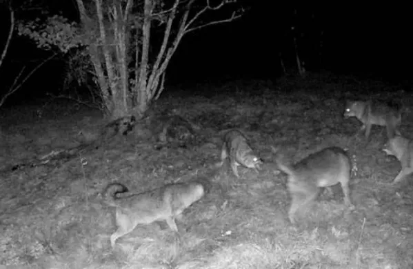 Peterica šakalov se je vrnila na območje ob repenski občinski telovadnici.