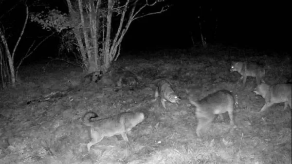 Peterica šakalov se je vrnila na območje ob repenski občinski telovadnici.