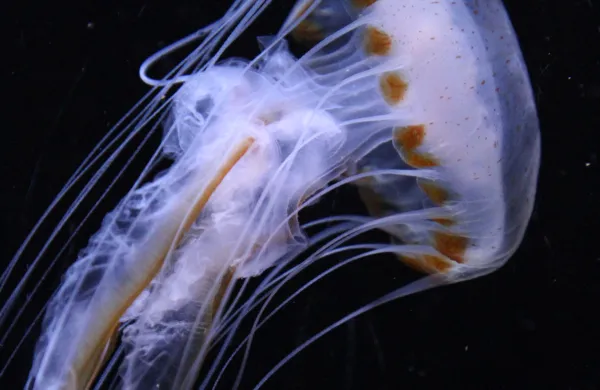 ﻿mlada kompasna meduza