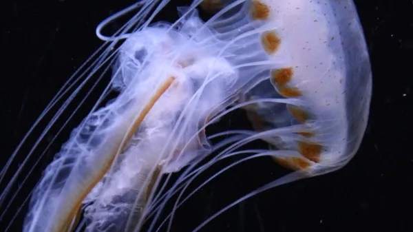 ﻿mlada kompasna meduza