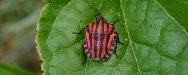 Črtasta pižamarka ima vzorec dresov nogometnega kluba Milan 