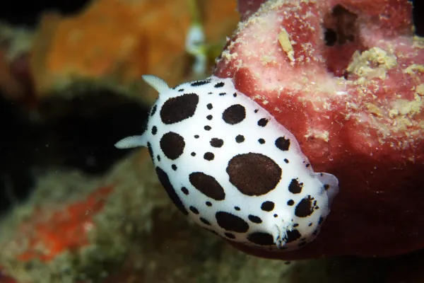 Polž Peltodoris atrimaculata ima vzorec dalmatincev