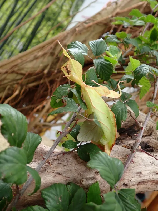 Živi list mojstrsko oponaša prave liste 