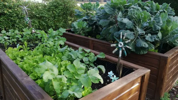 Vsaka doma pridelana zelenjava je seveda funkcionalna. 