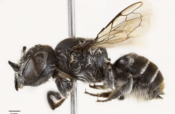 Drobni hudičevi rogovi na novo odkriti avtohtoni vrsti čebel so navdihnili njeno ime.