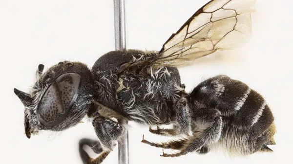 Drobni hudičevi rogovi na novo odkriti avtohtoni vrsti čebel so navdihnili njeno ime.