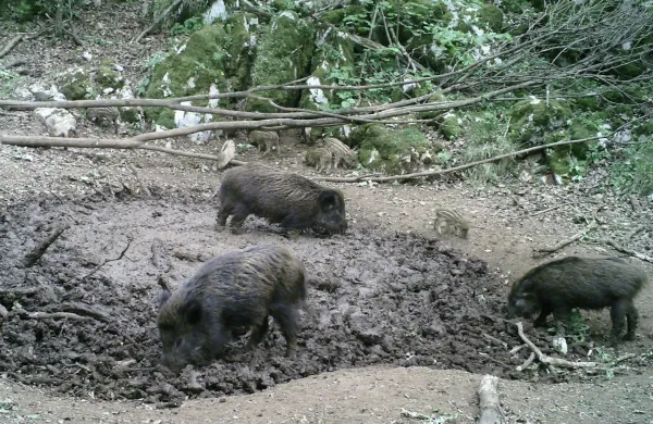 Po istrskih vinogradih pustošijo divji prašiči