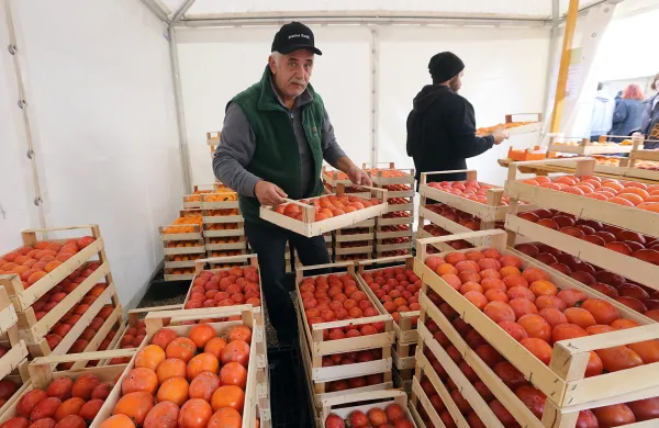 Od danes do nedelje v Strunjanu tradicionalni Praznik kakijev